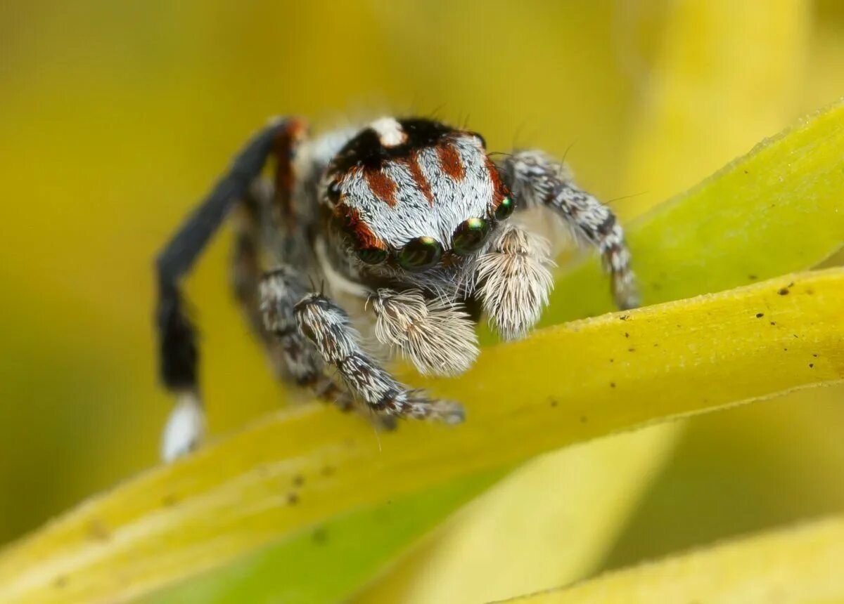 Spiders pictures. Южнорусский Тарантул крестовик. Австралийский паук скакун. Австралийский садовый паук-кругопряд. Паук скакунчик самка.