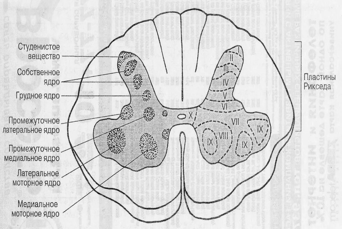 Пластина мозга. Ядра серого вещества спинного мозга анатомия. Функции ядер серого вещества спинного мозга. Пластины Рекседа и ядра спинного мозга. Серое вещество спинного мозга пластинки ядра.