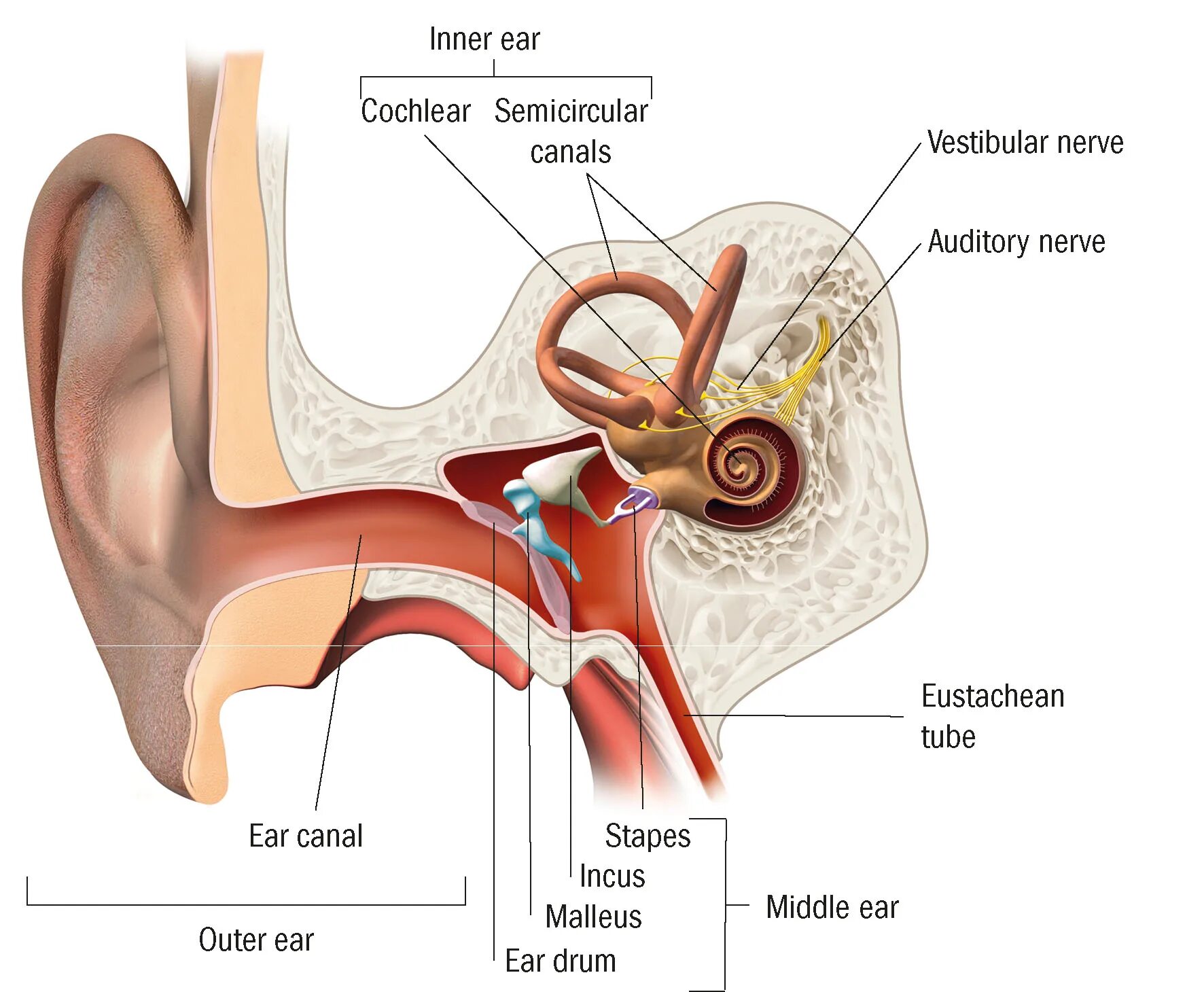 Внутреннее ухо. Ушная улитка. Слуховые волоски в ухе. Внутреннее ухо арт. Улитка слухового аппарата