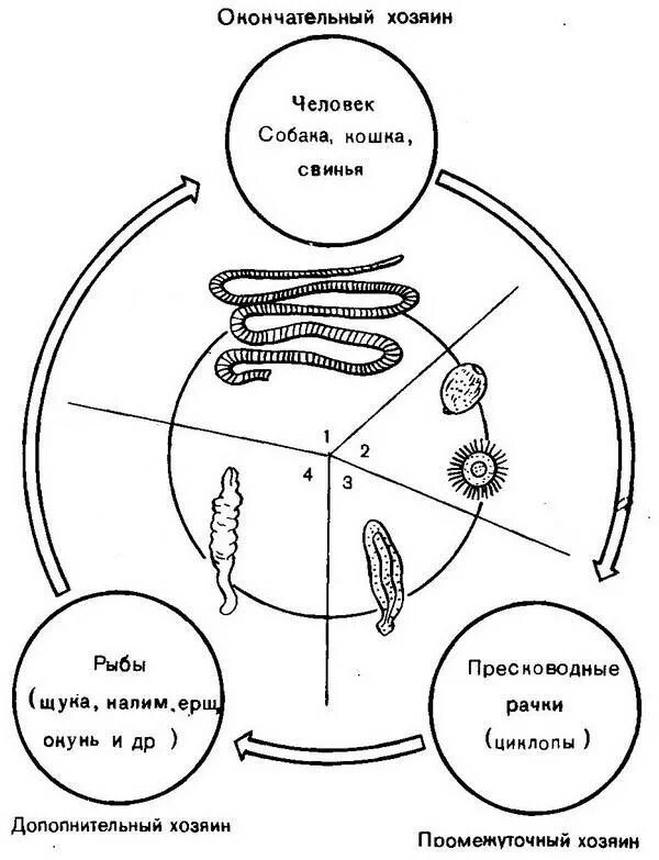 Жизненный цикл широкого лентеца схема. Цикл развития широкого лентеца схема. Широкий лентец цикл развития. Широкий лентец жизненный цикл схема.