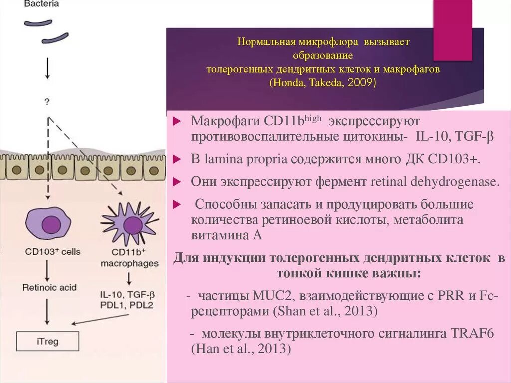 Макрофаги иммунный ответ. Макрофаги вырабатывают цитокины. Образование макрофагов. Образование дендритной клетки. Цитокины макрофагов.