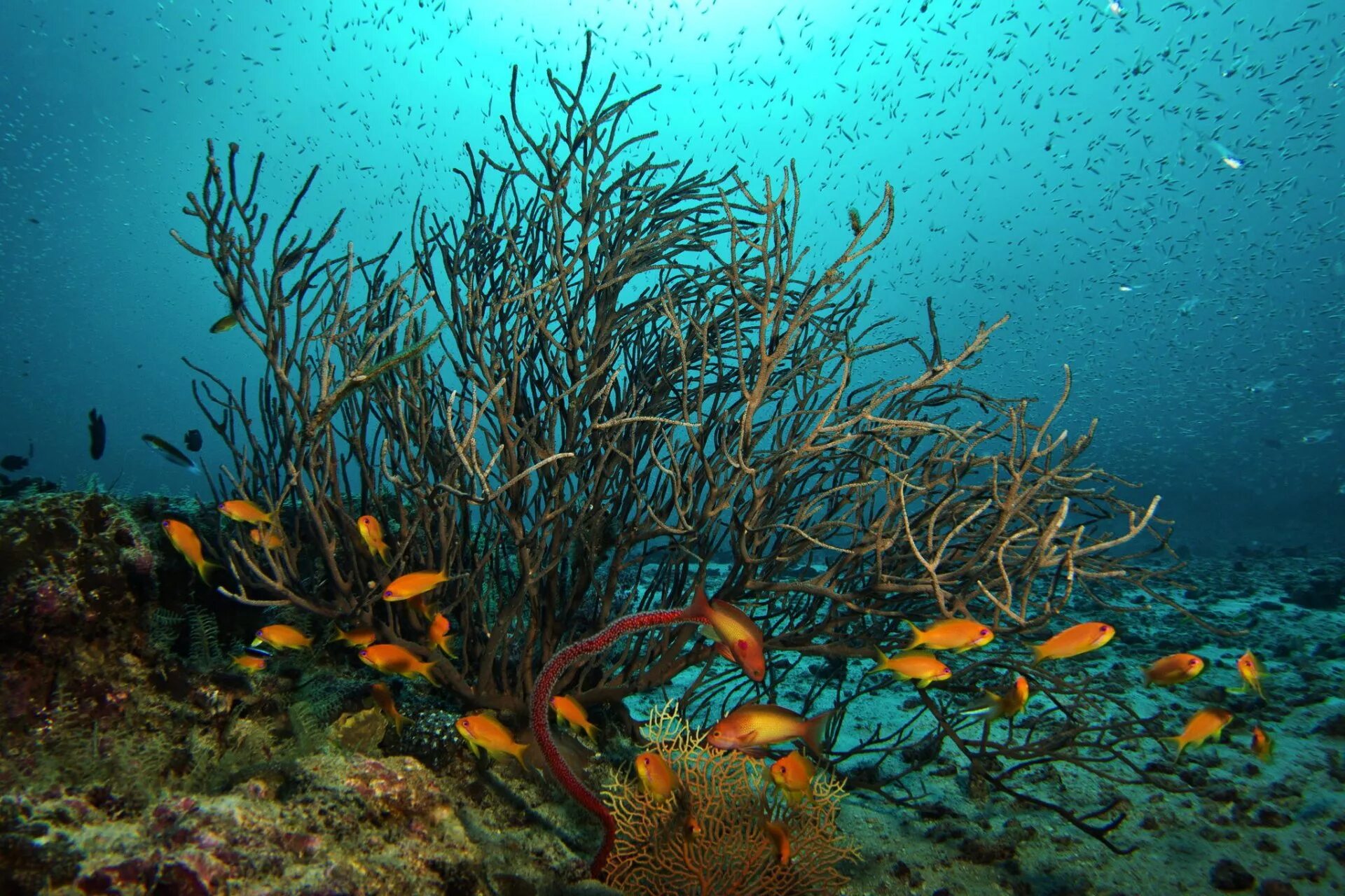 5 морских океанов. Подводный мир. Подводный мир водоросли. Подводный мир кораллы. Обитатели морского дна.