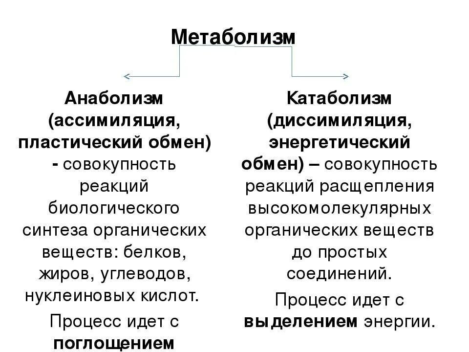 Понятия о метаболизме, катаболизме и анаболизме. Характеристики процесса анаболизма. Понятие обмена веществ катаболизм метаболизм анаболизм. Обмен веществ и энергии метаболизм катаболизм анаболизм. Различия в обмене веществ