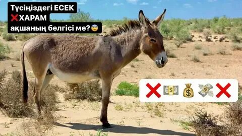 Көшедегі үлкен есек фотосы