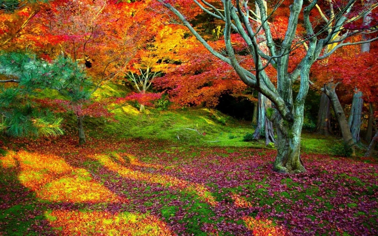 Красивая осень. Природа осень. Яркие краски осени. Осенний лес. Autumn is beautiful