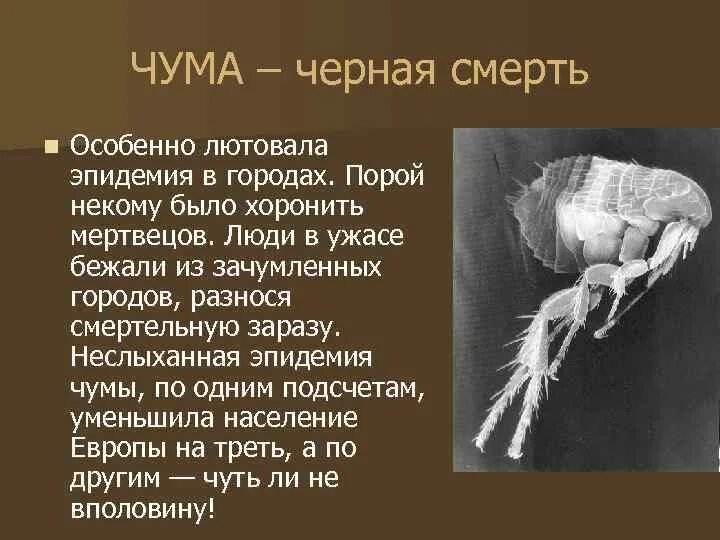 Черная смерть бубонная чума. Черная смерть презентация.