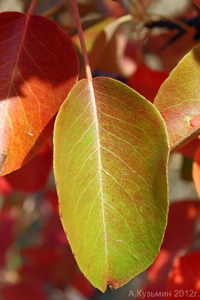 Почему краснеет дерево. Pyrus Malus листья. Листья груши. Лист яблони. Листья яблони осенью.