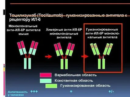 Моноклональные антитела к