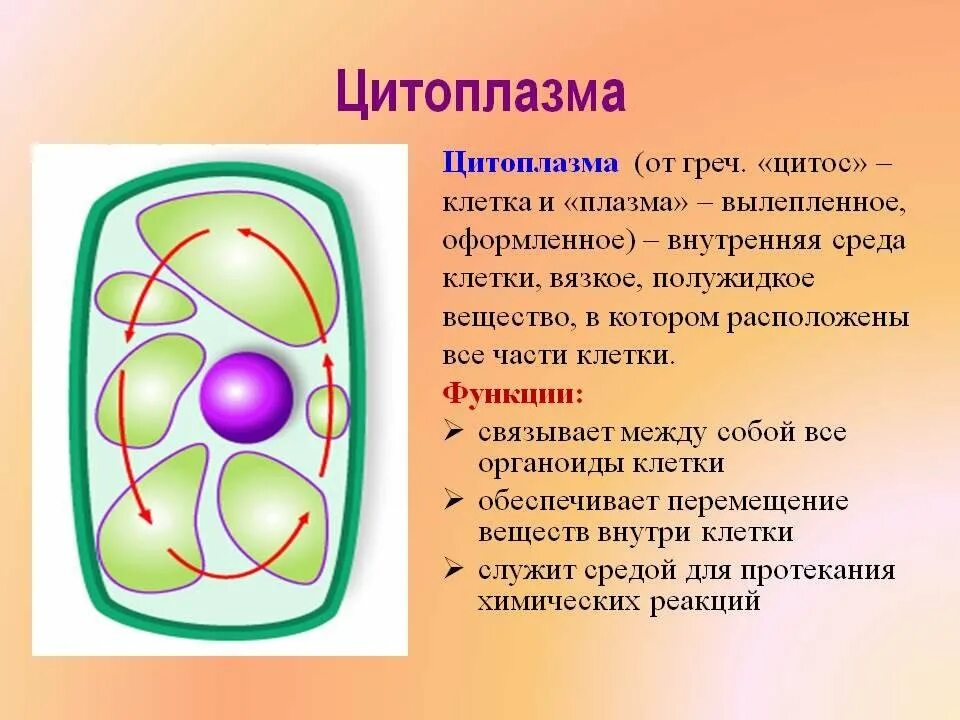 Какие клетки кроме ядра расположены в цитоплазме