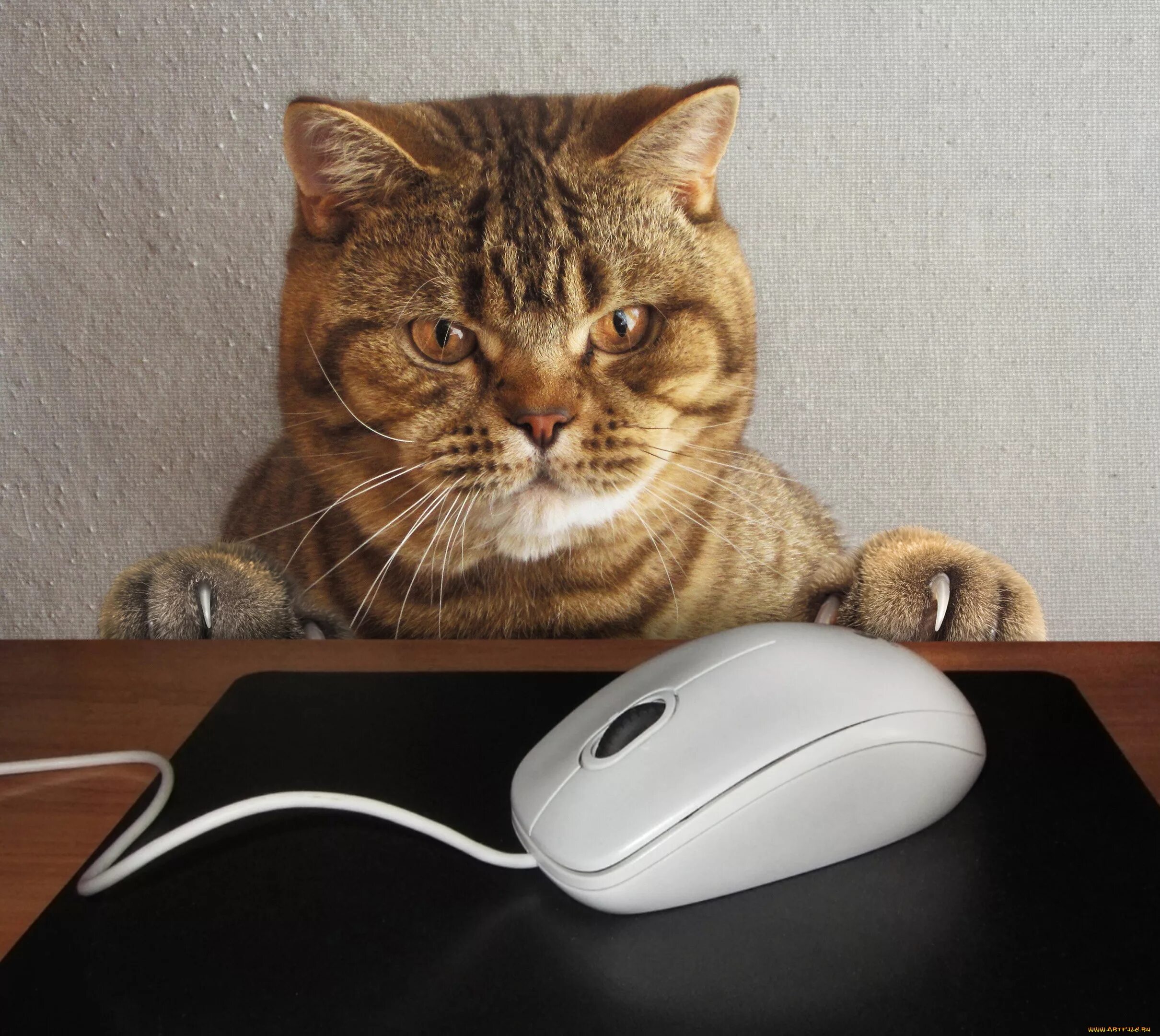 Мем с мышкой с большими глазами. Прикольная компьютерная мышь. Мышка для компьютера. Смешная компьютерная мышь. Кот и компьютерная мылка.