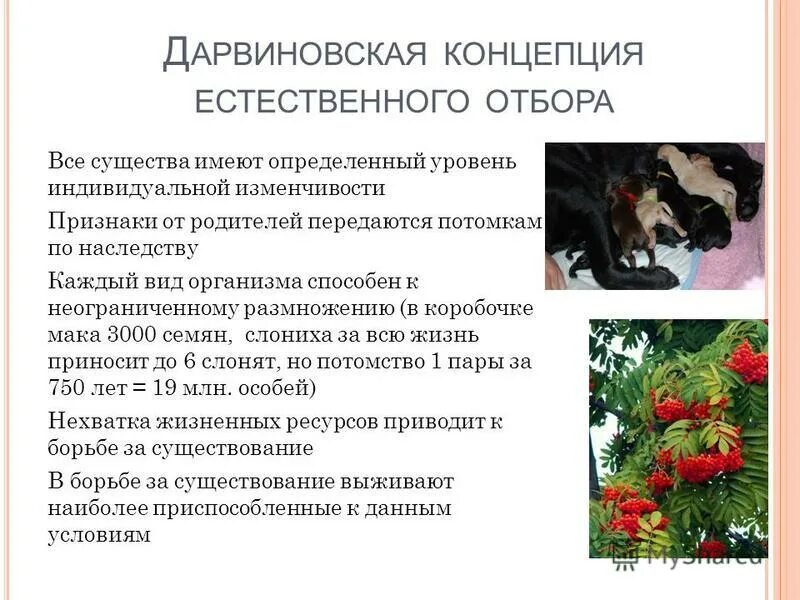 От родителей потомкам передаются. Как передаются признаки от родителей к потомству. Понятие о наследственности. От родителей потомкам передаются. По наследству от родителей потомству.
