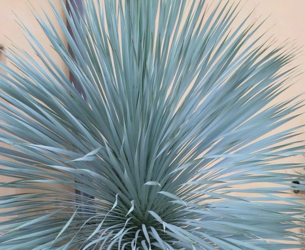 Yucca rostrata. Yucca rostrata 'Sapphire Skies'. Юкка рострата сапфира. Yucca rostrata цветы.
