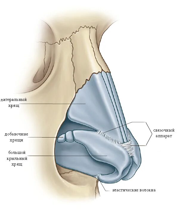 Строение наружного носа. Анатомия носа хрящи носа. Наружный нос хрящи анатомия. Сесамовидные хрящи носа. Хрящ перегородки носа анатомия.
