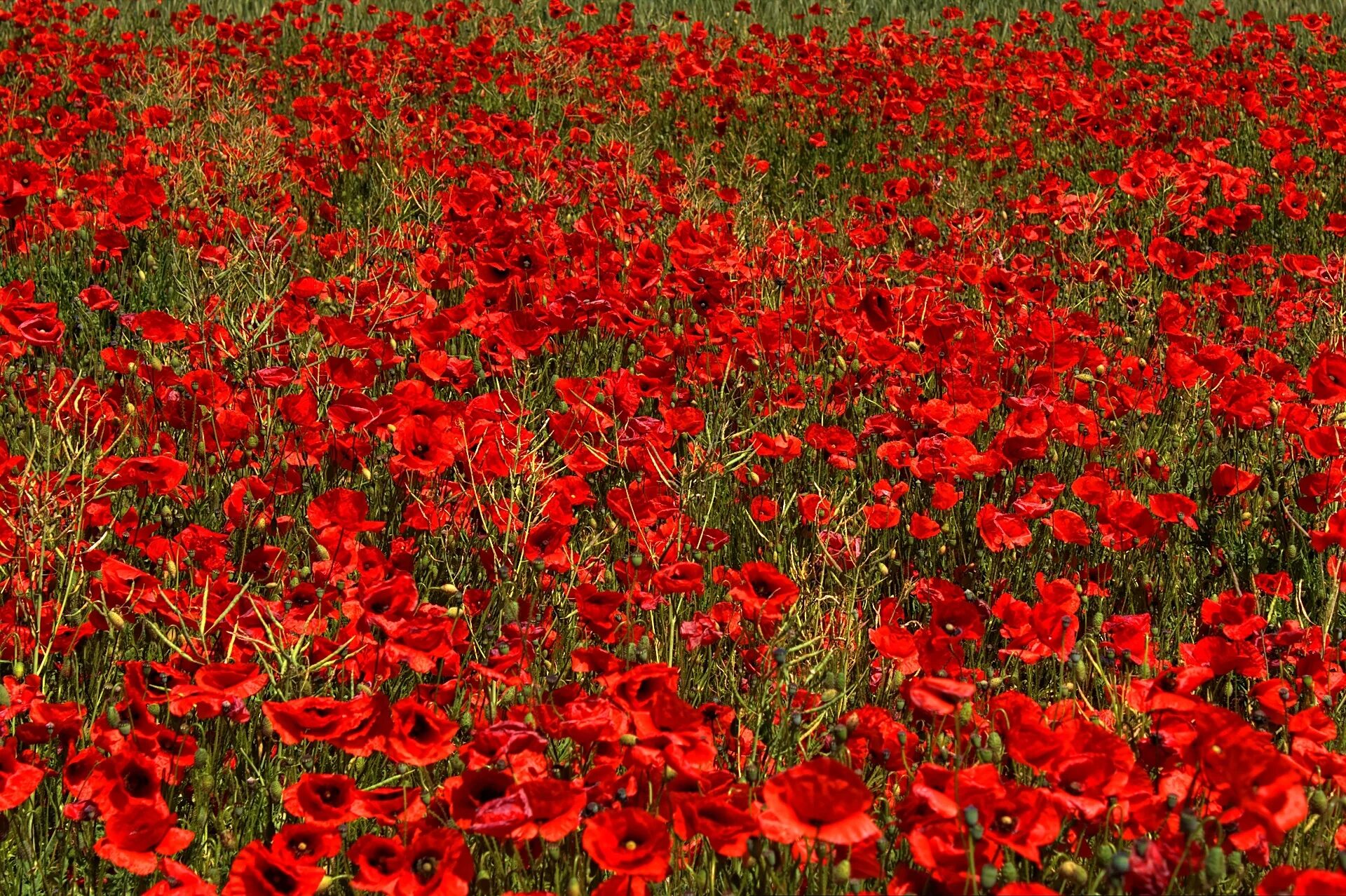 Corn poppies. Алые маки Иссык-куля. Поле маковых цветков. Красный Мак полевой. Poppy (Мак).