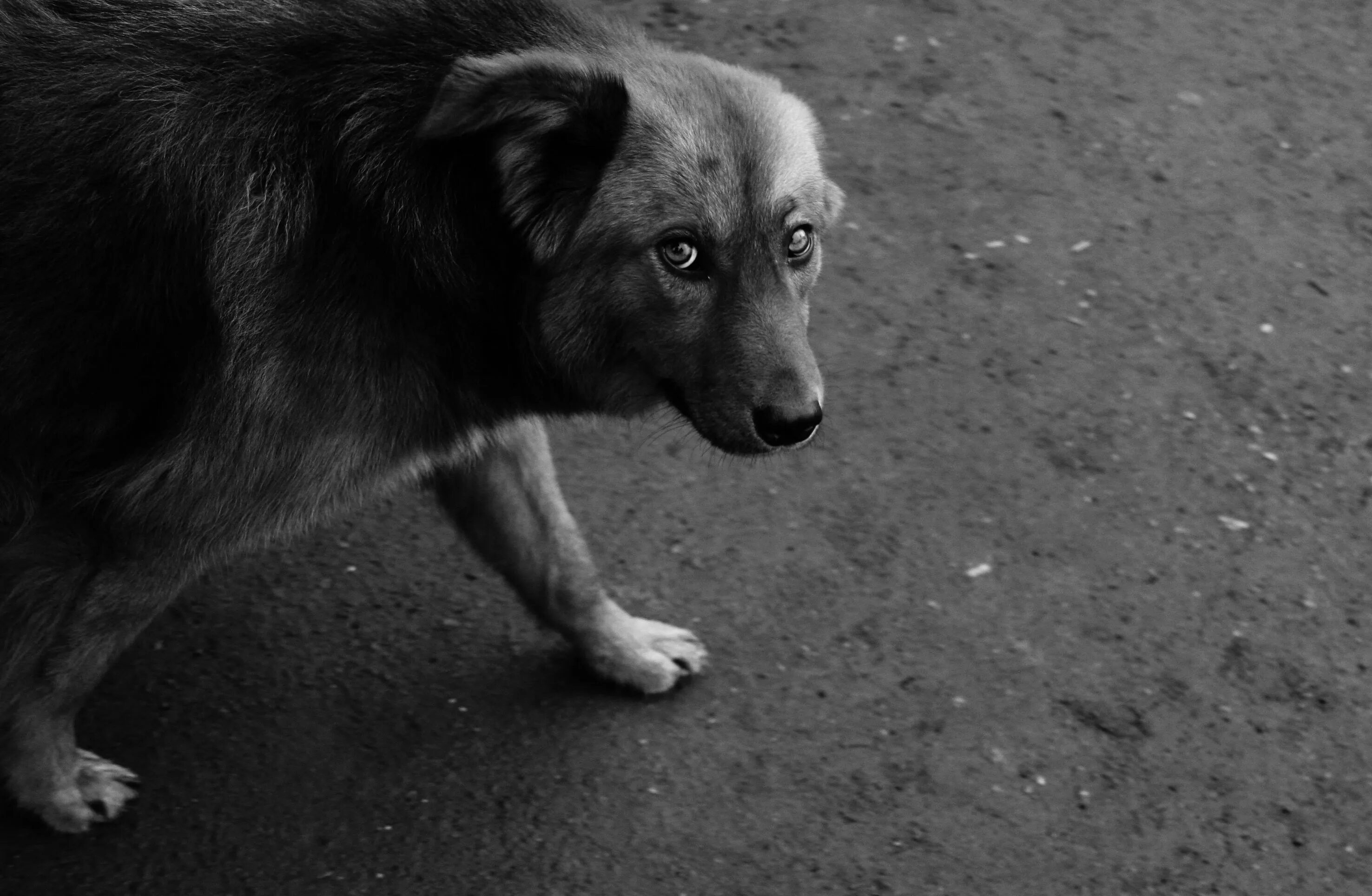 Темно жалкий. Брошенные собаки. Бездомный пес. Жалкая собака. Жалкая бездомная собака.