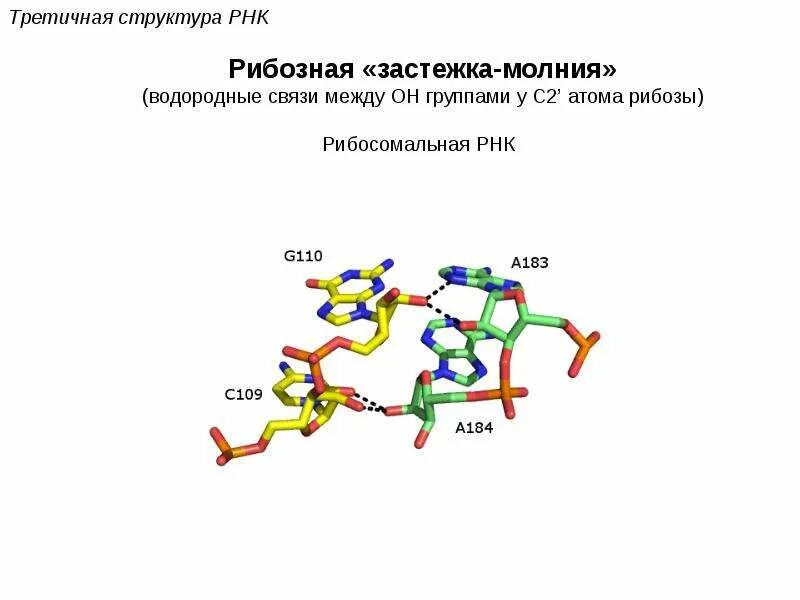 Биополимеры рнк. Рибосомальная РНК структура. Третичная структура РНК. Строение биополимера РНК. Строение третичной структуры РНК.