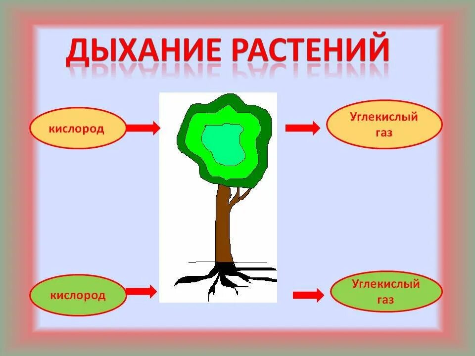 Схема дыхания и питания растений. Схема дыхания растений 3 класс. схема питания и дыхания растений. процесс дыхания и питания у растений. дыхание растений 3 класс.