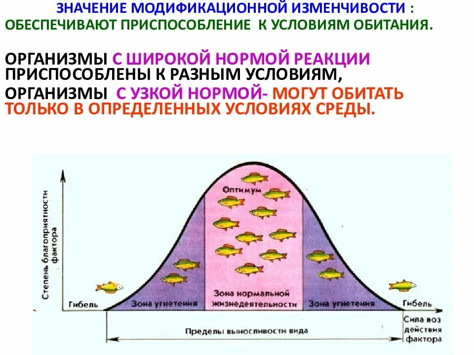 Норма реакции это. Норма реакции модификационной изменчивости. Ненаследственная изменчивость норма реакции. Понятие о модификационной изменчивости норма реакции. Изменчивость. Модификационная изменчивость. Норма реакции..