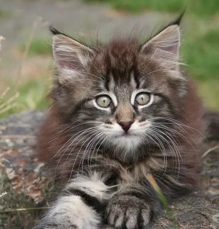 Купить лесного котенка. Норвежские Лесные котята. Норвежская Лесная кошка котята. Котята породы Норвежская Лесная. Норвежский Лесной кот котята.