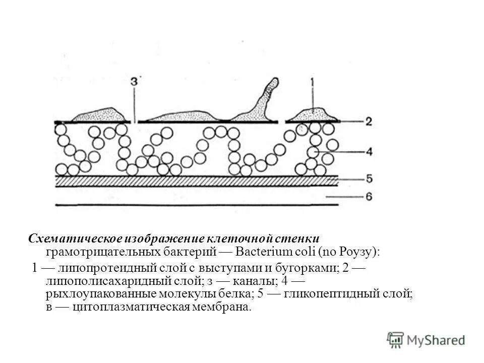 Строение клеточной стенки бактерий рисунок. Строение клеточной стенки растительной клетки. Строение клеточной стенки растений рисунок. Клеточная стенка грамположительных бактерий.