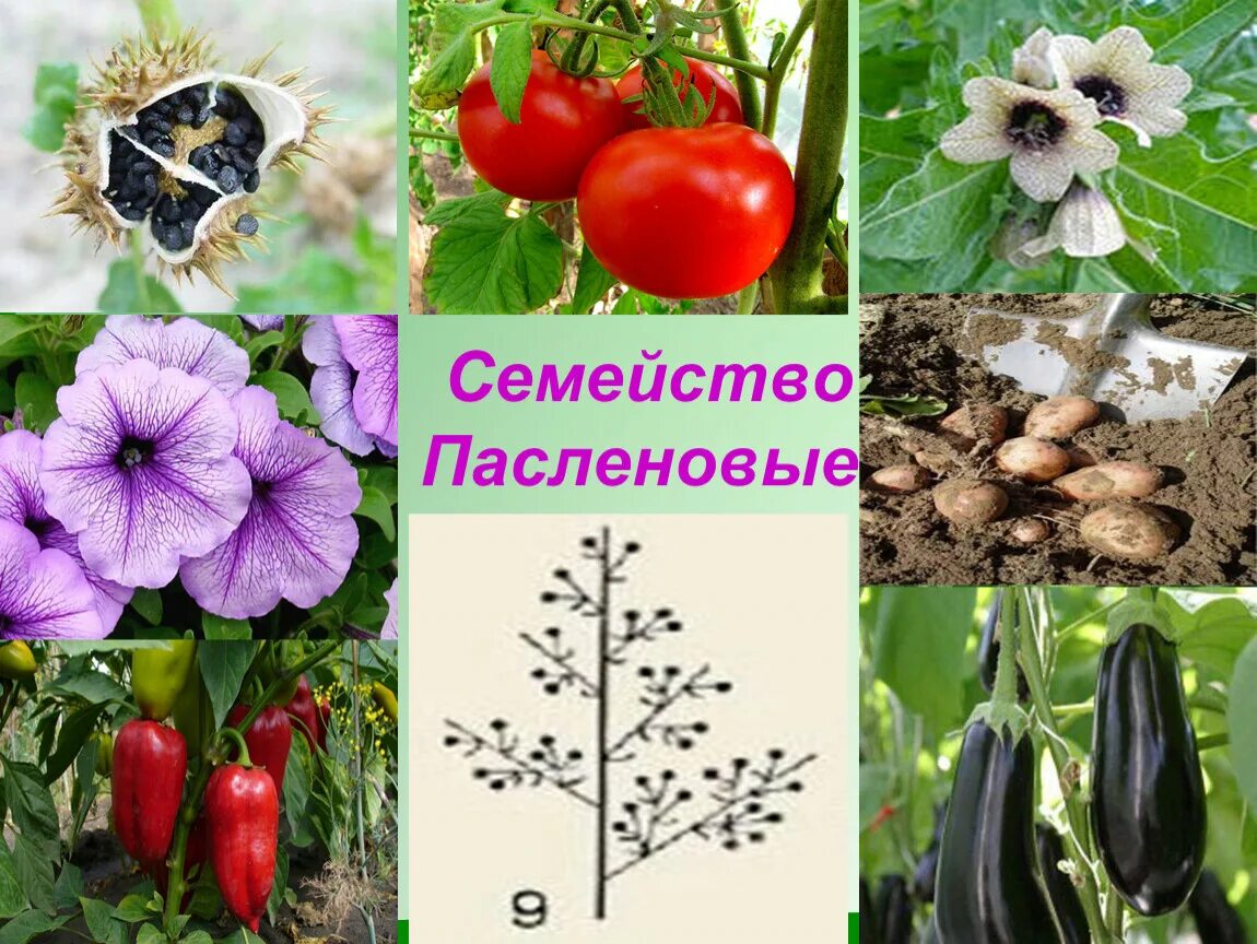 Пасленовые растения. Масличные Пасленовые. Пасленовые медоносы. Паслёновые (подсемейство).