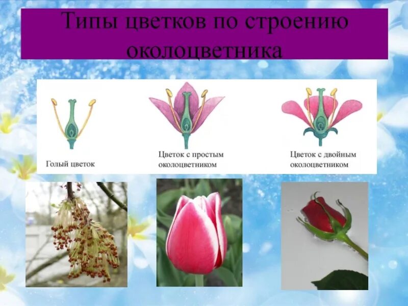 Соцветие розоцветных растений. Соцветия двудольных. Тип соцветия семейства розоцветных. Семейство розоцветные тип соцветия. Розоцветные соцветие зонтик.