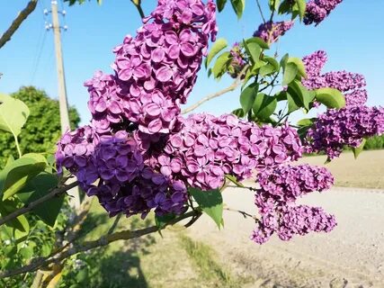 Сирень ствол