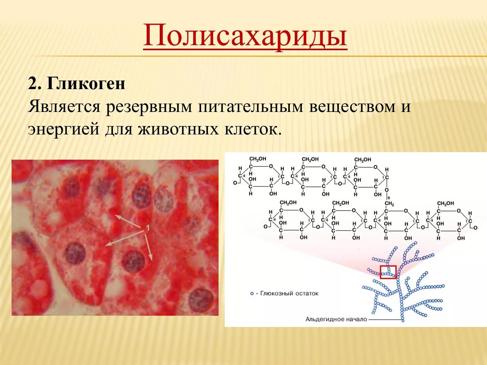 Запасной углевод в клетках печени. Гликоген. Гликоген у животных. Гликоген полисахарид. Гликоген строение.