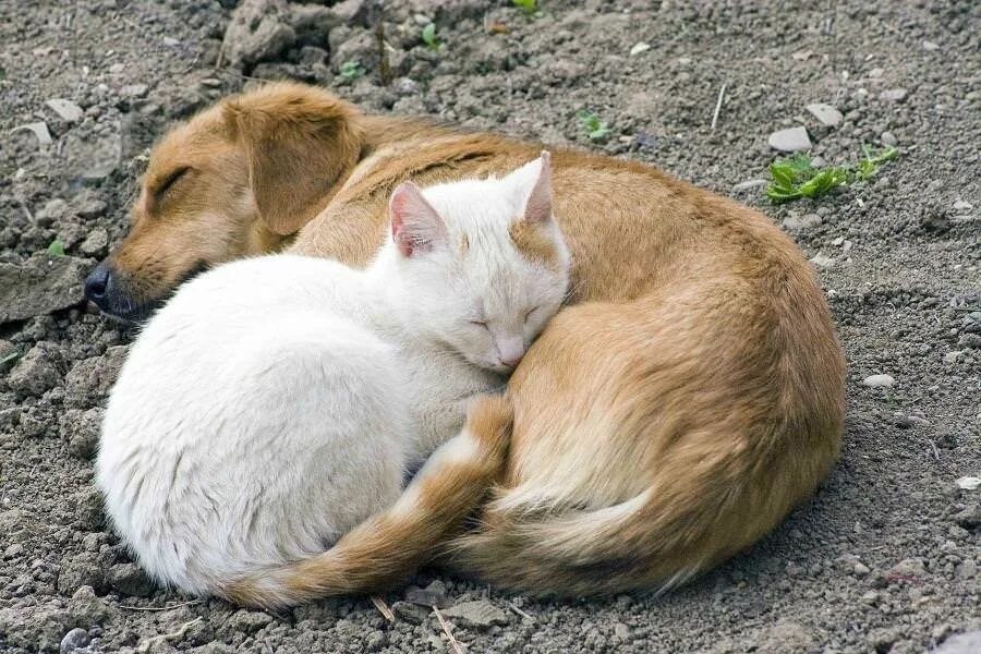 Бродячие животные. Бездомные животные. Бездомные кошки и собаки. Собака и кошка вместе. Уличные кошки и собаки.