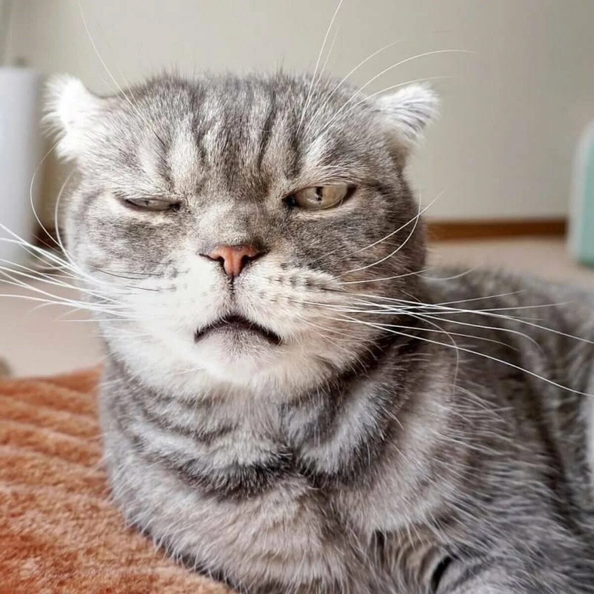 Утры добрые опять эти. Кот мем. Кот проснулся. Лев спит. Опять эти ваши утры.