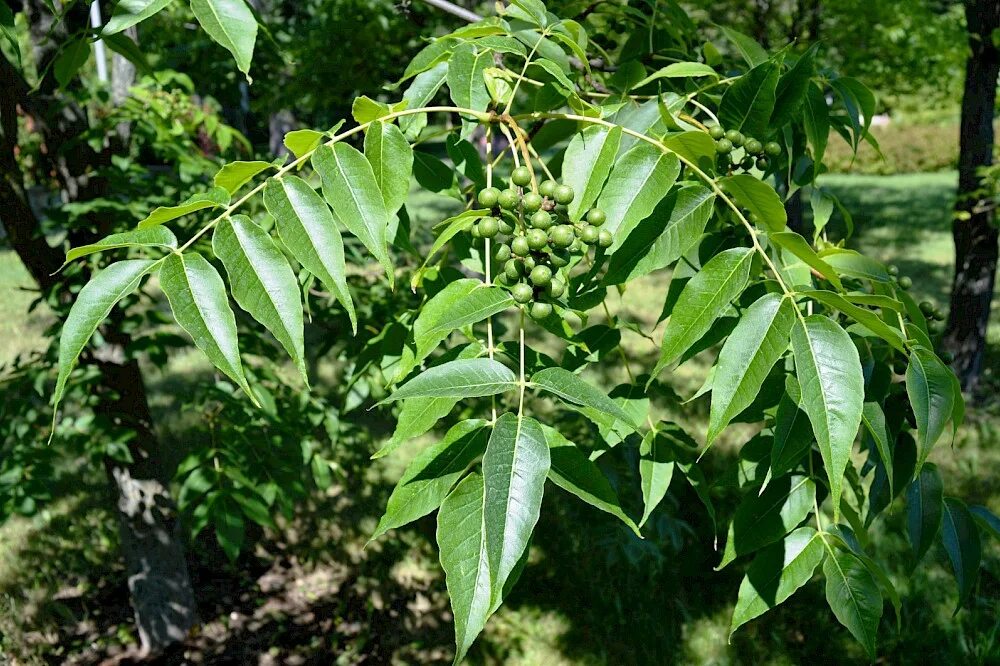 Где растет амурский. Бархат Амурский – Phellodendron amurense Rupr. Бархат Амурский пробковое дерево. Уссурийская Тайга Амурский бархат. Амурский бархат дерево Приморский край.