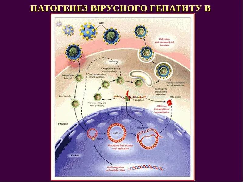 Вирус гепатита б патогенез. Патогенез вирусного гепатита в схема. Патогенез гепатита б схема. Схема жизненного цикла вируса гепатита в. Гепатит а патогенез