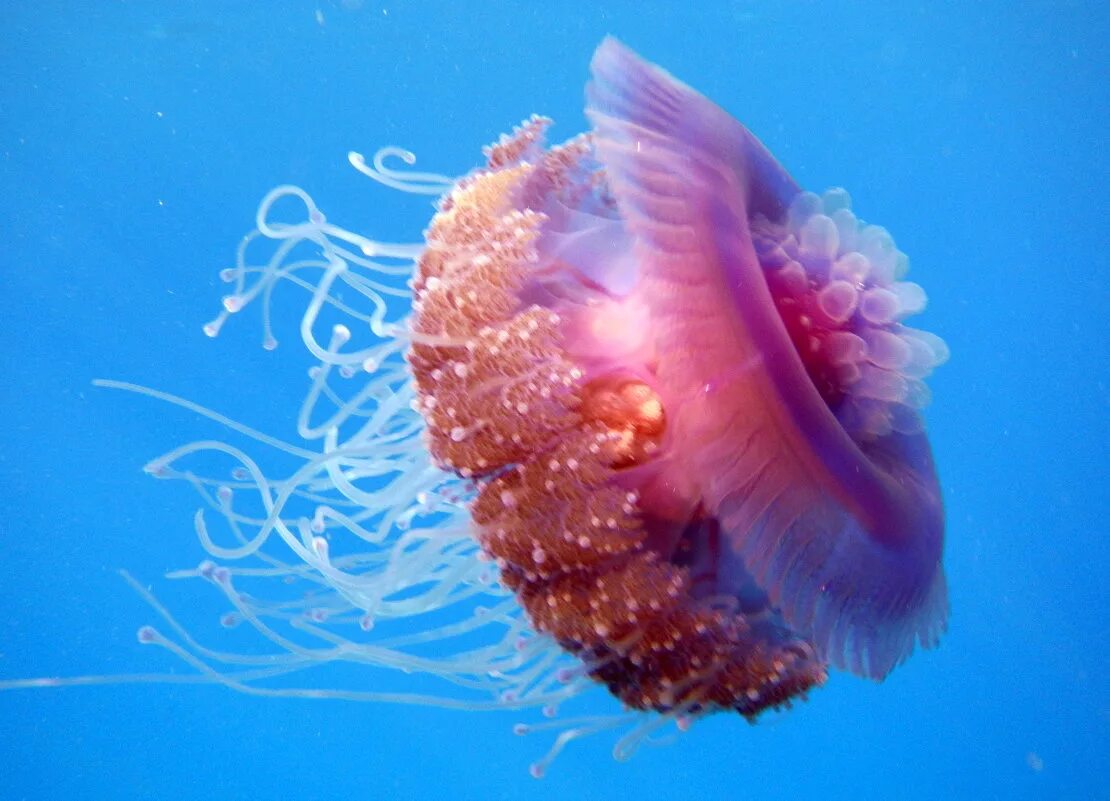 медуза фото. полипы медузы кораллы. медуза раткея. медузы в красном море египет. кишечнополостные медузы.