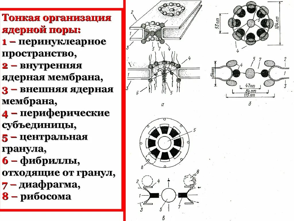 Перинуклеарное пространство ядра. Строение ядерной поры. Строение ядерного аппарата простейших. Схема строения ядерной поры. Строение ядра типы ядер