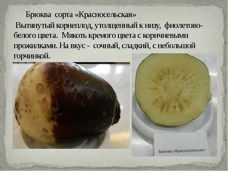 Какие сорта пригодны. Брюква. брюква описание сорта. брюква плод. корнеплод брюквы.