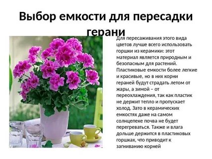 Герань какую температуру выдерживает на улице осенью