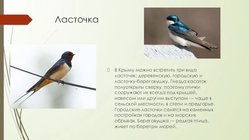Ласточка городская и деревенская. Ласточка. Доклад про птиц ласточка. Деревенская ласточка описание. Сибирская ласточка птица.