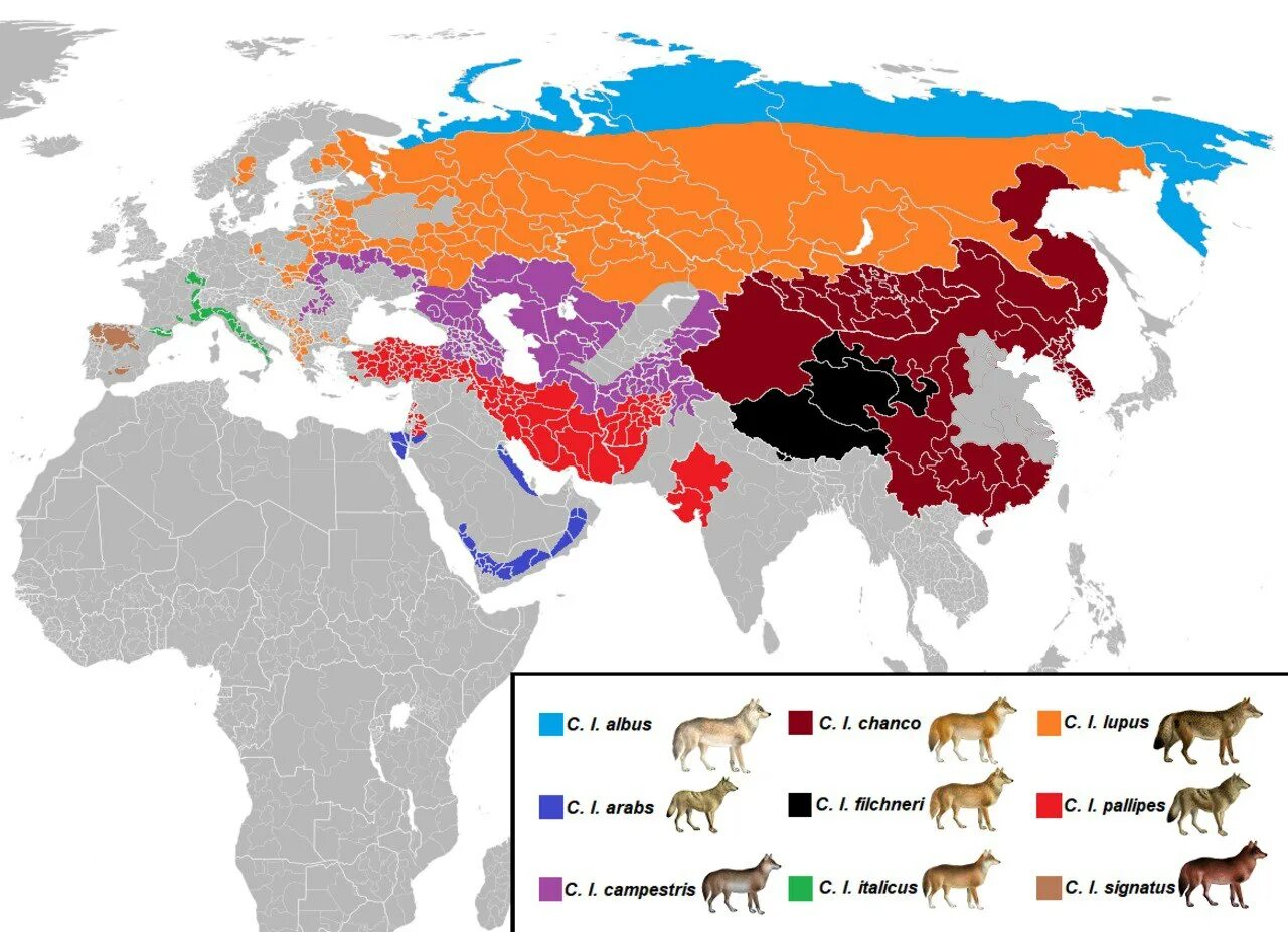 Где находится полярный волк колония на карте. Ареал обитания Волков в России. Ареал распространения Волков. Canis Lupus ареал. Волк ареал обитания в мире.