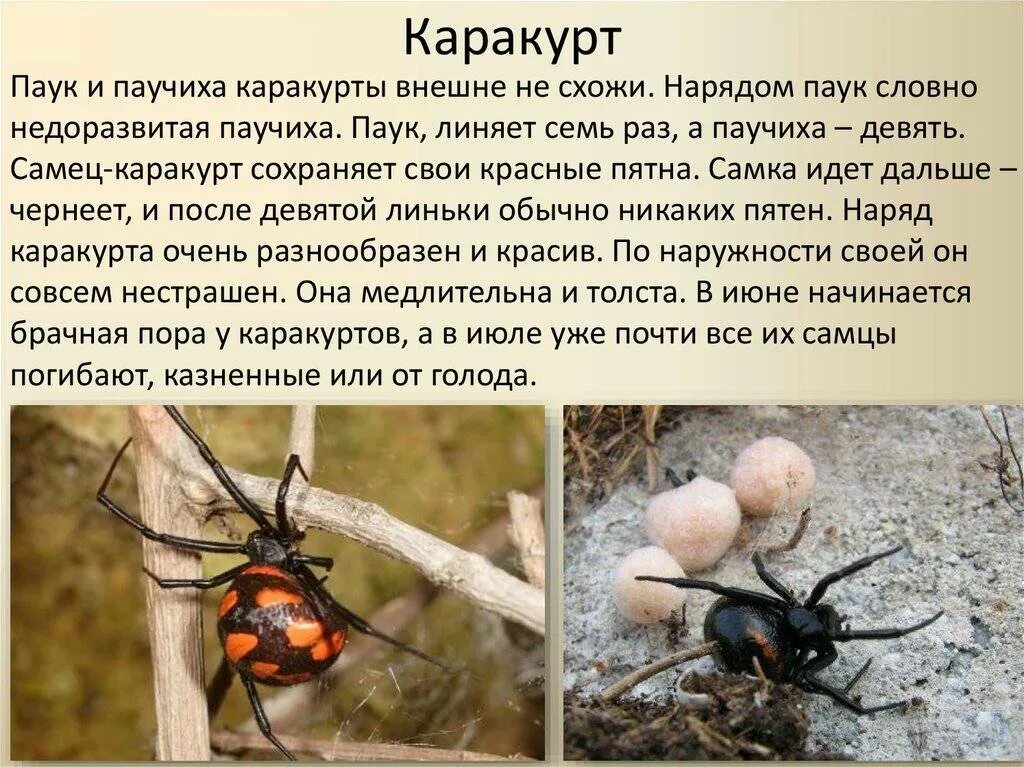 Паук каракурт фото и описание где