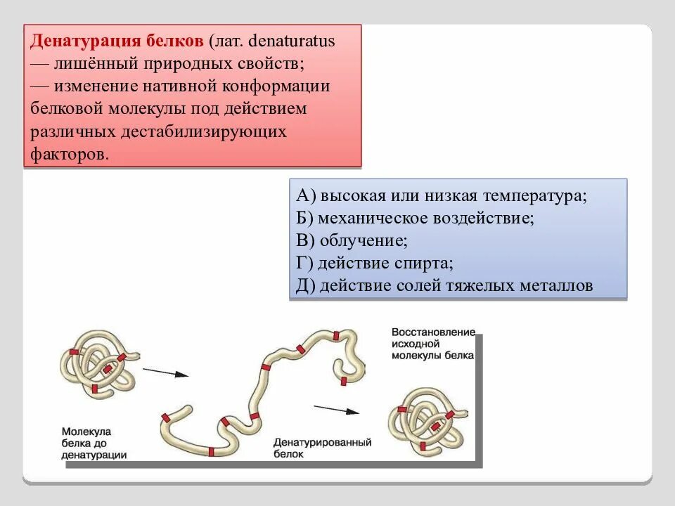 Изменение конформации. Нативная структура белков это. Изменение конформации белков. Денатурация белковой молекулы это. Свертывание белков.