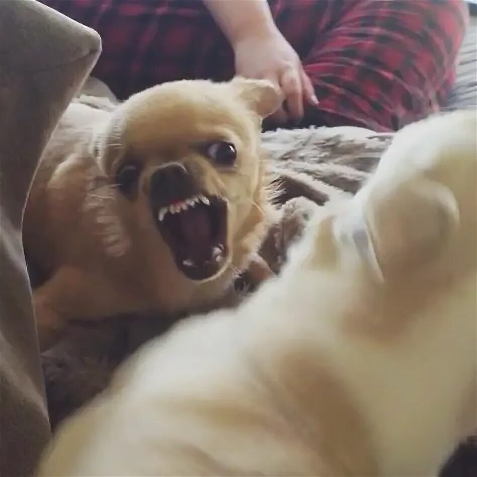 Злая собака мем видео Rawr chihuahua Funny dog faces, Chihuahua funny, Funny dogs