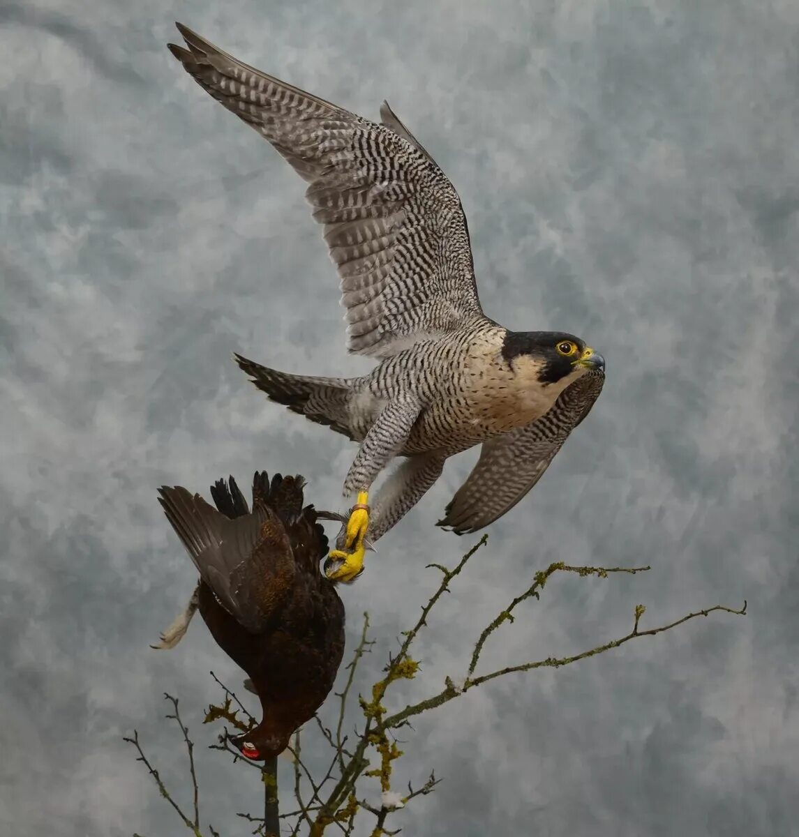 Сапсан википедия. Сапсан falco peregrinus. ястреб тетеревятник сапсан. сокол сапсан птенец. птенец ястреба тетеревятника.