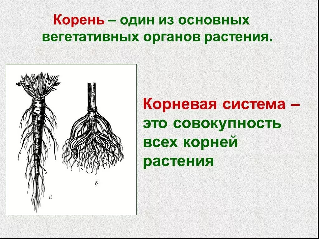 Корень ое корень. Внешнее строение корня типы корневых систем. Корень вегетативный орган растения. Строение вегетативного корня.