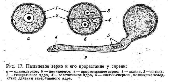 Пыльцевое зерно покрытосеменных. Пыльцевое зерно сосны обыкновенной. Строение пыльцевого зерна цветковых. Строение пыльцевого зерна сосны обыкновенной. Пыльца схема