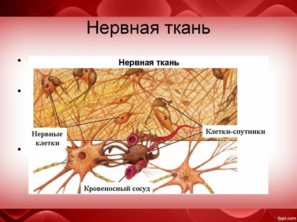 Нервная ткань состоит из собственно нервных. Строение нервной ткани животных 5 класс биология. Клетки нервной ткани. Tyhdyfz ткань. Нервная ткань человека анатомия.