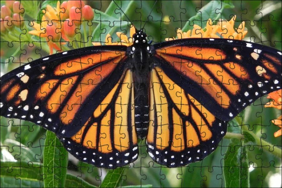 Butterflies are Disappearing - YouTube
