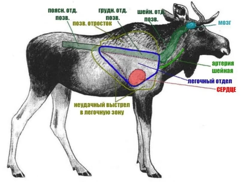 Какая часть лося. Убойное место лося куда стрелять. Убойные места лося и кабана. Куда правильно стрелять лося. Убойные места лося схема.