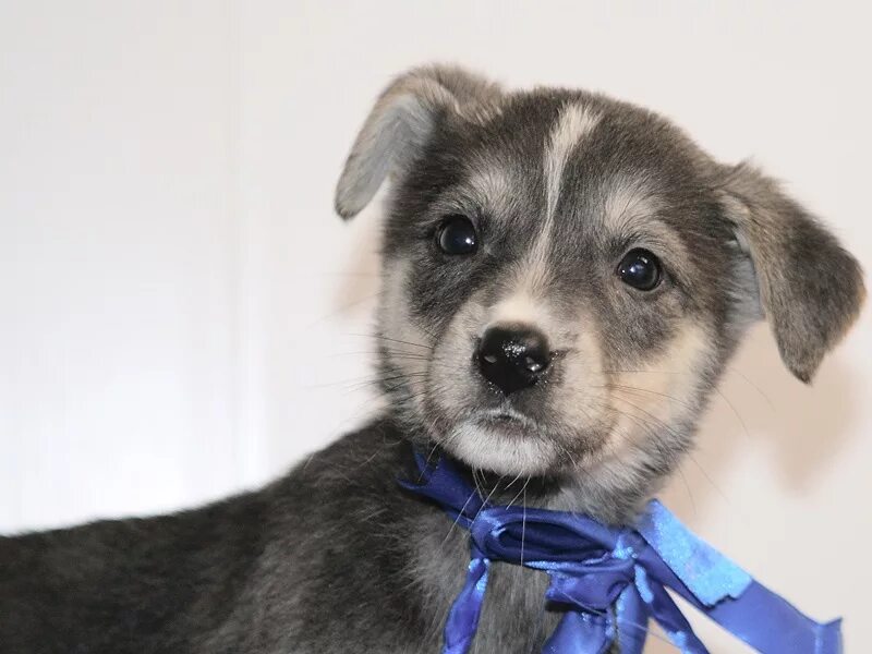 породистые щенки из приюта. приют для маленьких собачек. приют маленьких собак. домашние щенки. щенки в приюте.