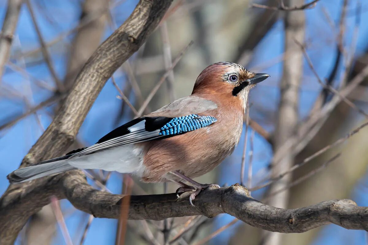 Со́йка garrulus glandarius. Сойка обыкновенная. Сойка Дальневосточная. Сойка птица фото.