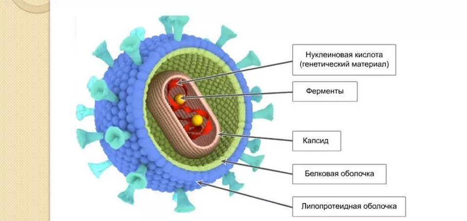 Нуклеиновые формы жизни. Строение ВИЧ вируса схема. Строение нуклеиновых кислот вирусов. Строение клетки вируса СПИДА. Вирусная клетка строение рисунок.